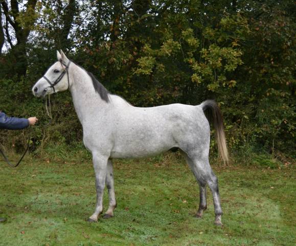 Superbe cheval gris de 8 ans , 157cm, plein papier