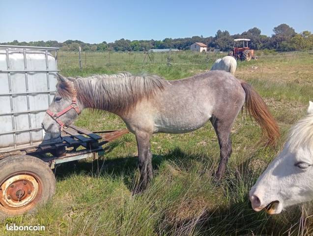 Pouliche p.p camargue