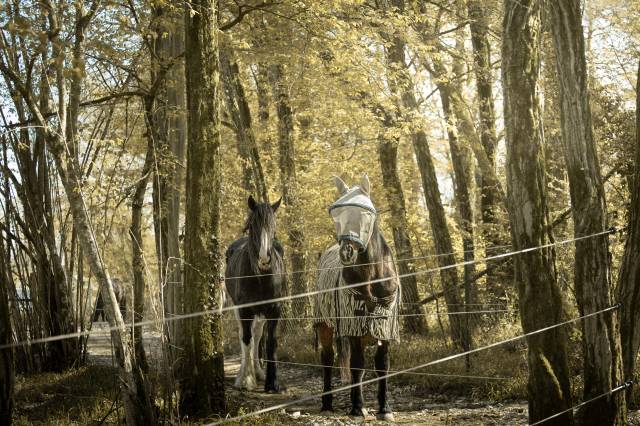 Paddock paradise - le havre d'impérial 