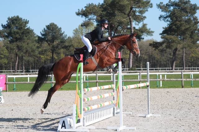 Jument 5ans opium x baloubet