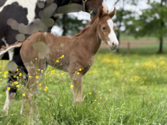 Pouliche paint horse de performance
