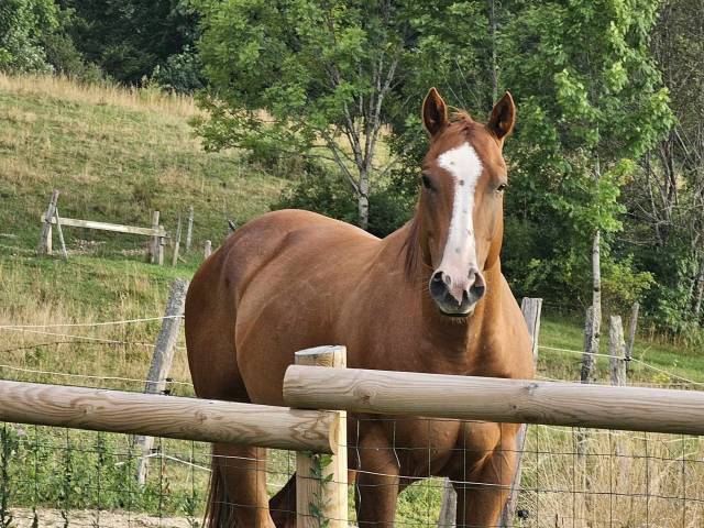 Hongre quarter horse de 2019