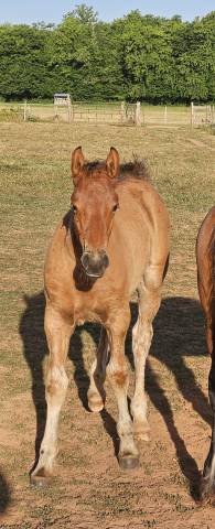 Poulain demi-trait / demi-sang arabe 2025 arabo-auxois