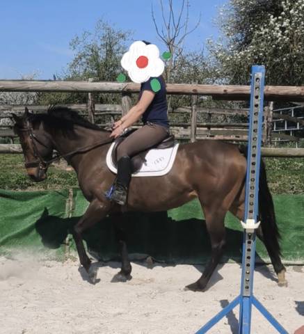 Jument 4 ans idéale loisirs familial et sport