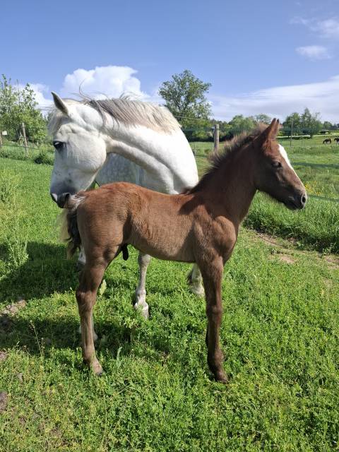 A vendre poulain pfs