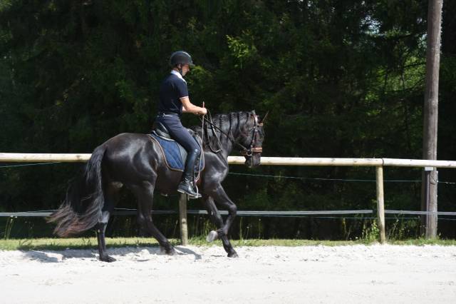 Pure race espagnole 