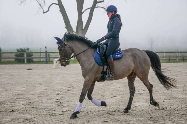 Demi pension cheval dressage 