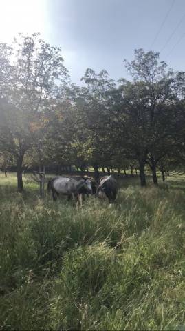 Pension retraite/loisirs