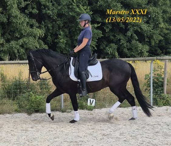 Cheval pre noir 3 ans