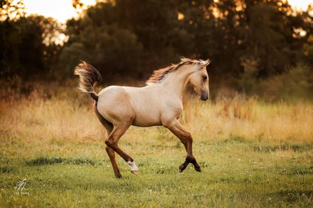Cheval lusitanien isabelle