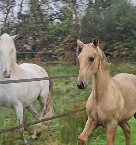 Cheval lusitanien isabelle