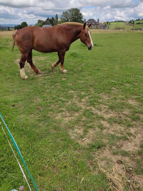 Vends belle et gentille cob normand
