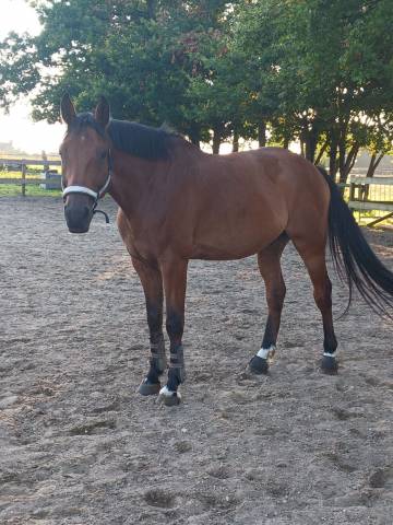 Cheval hongre
