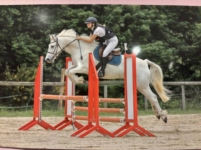 Cheval vendre - prince hongre de 13 ans