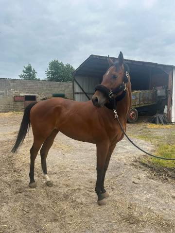 Cheval de loisir 4 ans