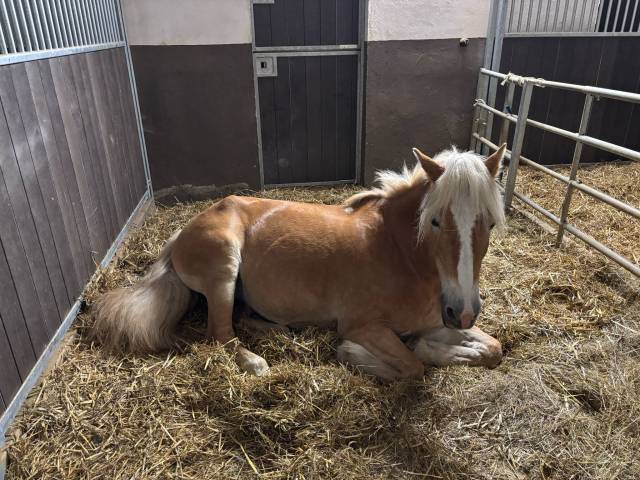Jument haflinger