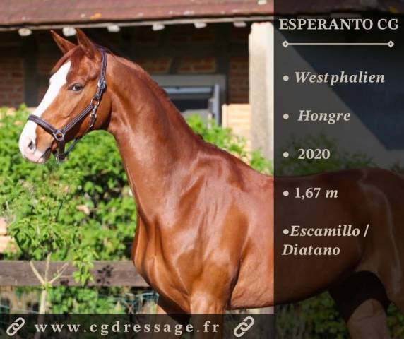 Magnifique cheval de dressage westphalien