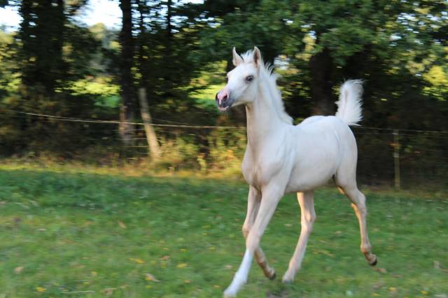 Magnfique mâle demi sang arabe palomino lignée enduranc