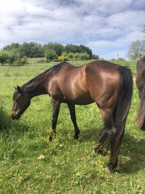 Jument quarter horse