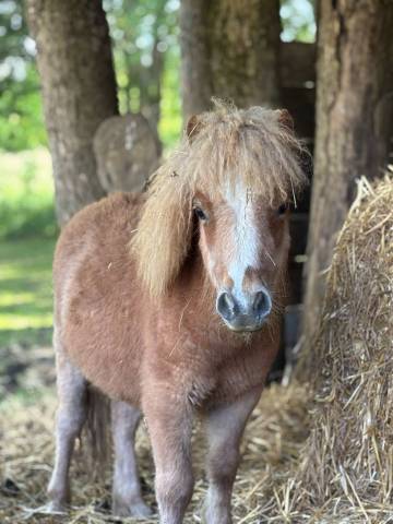 Poulain miniature français alezan crins lavés