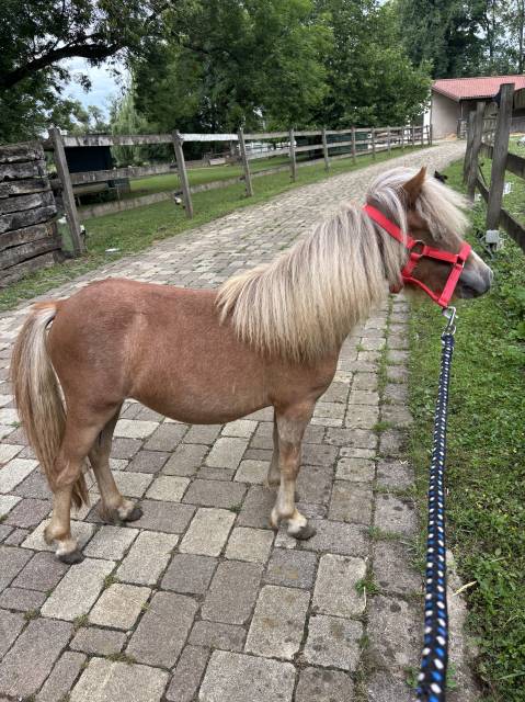 Poulain cheval miniature français