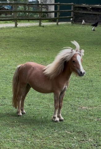Poulain cheval miniature français alezan crins lavés 