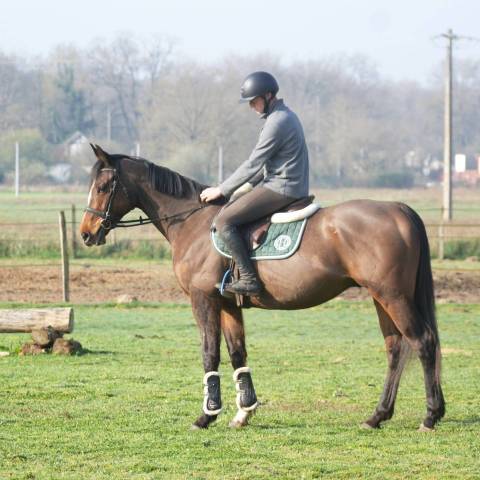 Top cheval de loisir, polyvalent, orientation cce cso