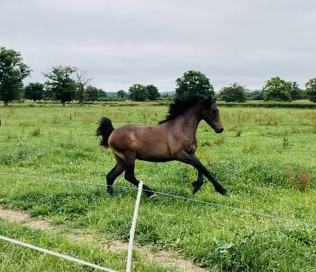 Poney pfs de 1 an