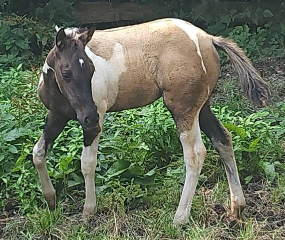 Pouliche paint horse 