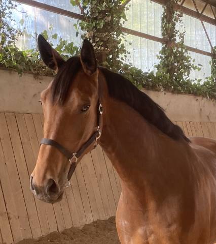 Jument 4 ans selle français 171 cm
