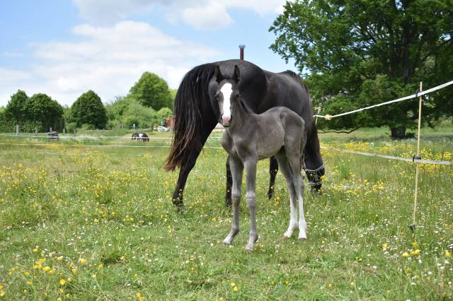 Poulain cheval paint horse