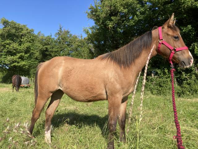 Pouliche quarter horse