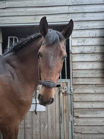 Cheval en dp