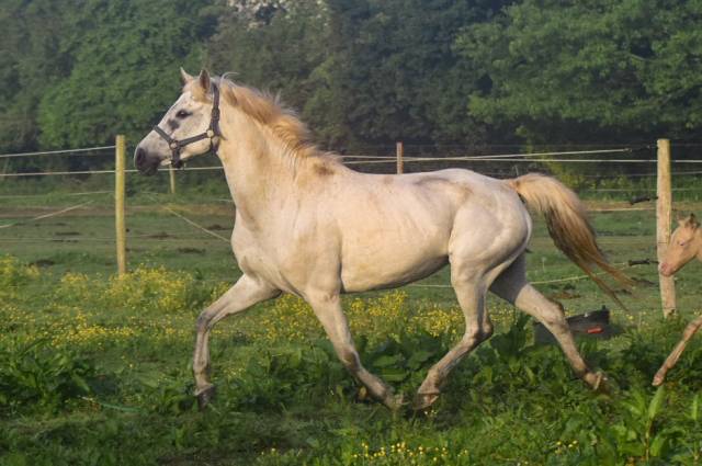 Pouliniere poney taille d