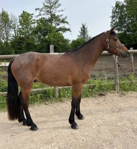 Poney d connemara 
