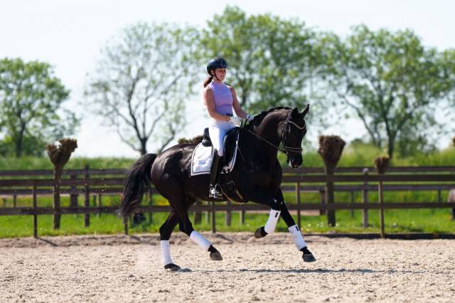 Jument kwpn cheval de sport néerlandais a vendre 2013 noir par special d
