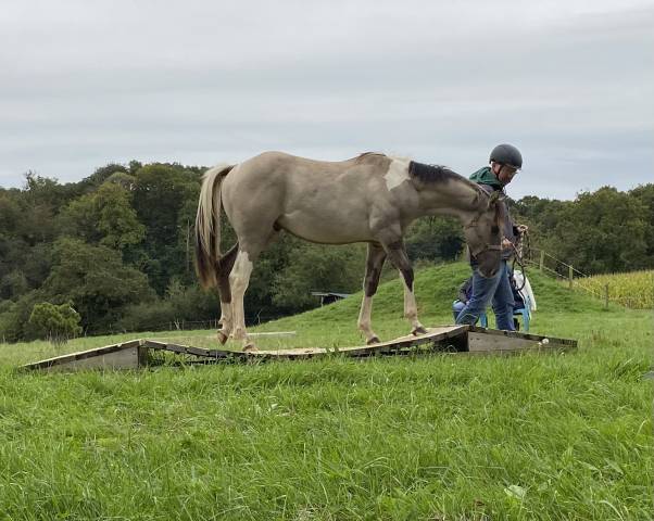 Jeune étalon paint horse