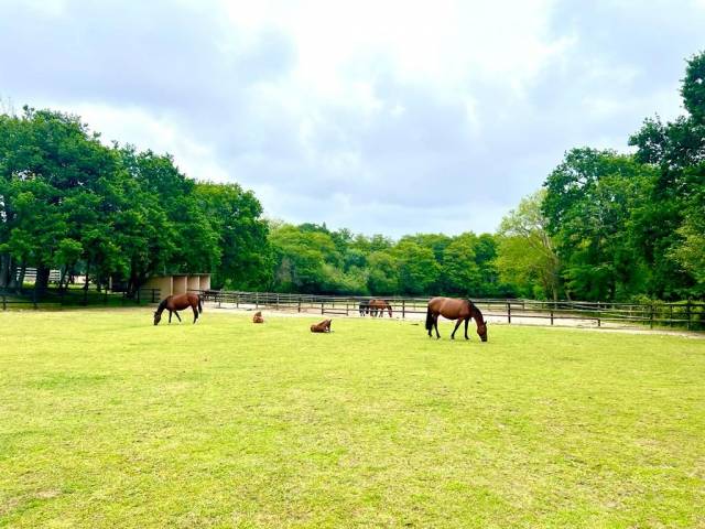Domaine equestre à deux pas de la mer sur 3,3 ha secteur bi