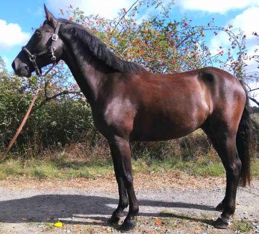Poney pfs 6ans pour cce