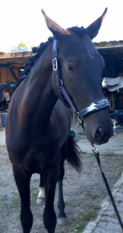 Cheval hanovrien 