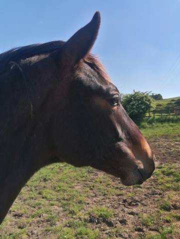 Poulain 2 ans sf 