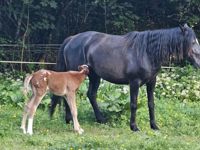 à réserver poulain appaloosa 