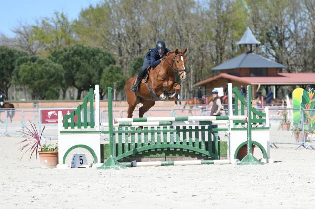 Jackpot de landat top cheval cso/hunter