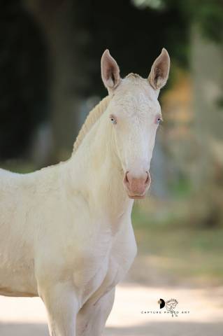 Poulain psl