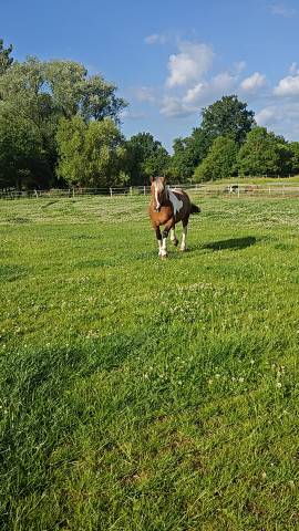 Pension pré pour chevaux