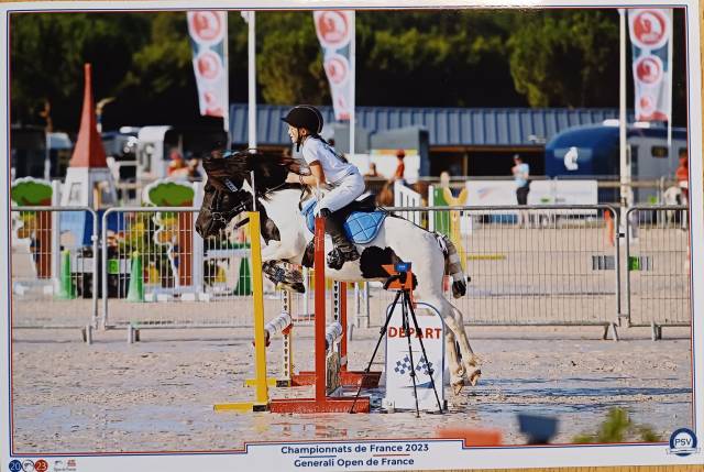 Inedit des isles : etalon shetland grand standard - ipo129