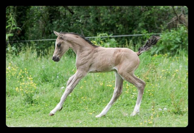 Foal tres grosse qualite - pour dressage