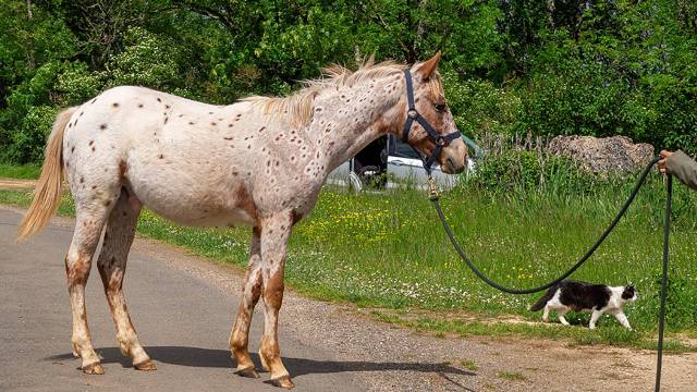 Poulain appaloosa pp (2024)