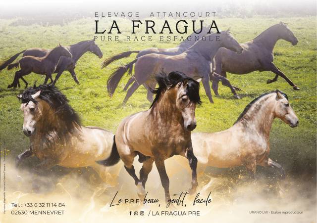 Superbe pouliche espagnole baroque 1m65