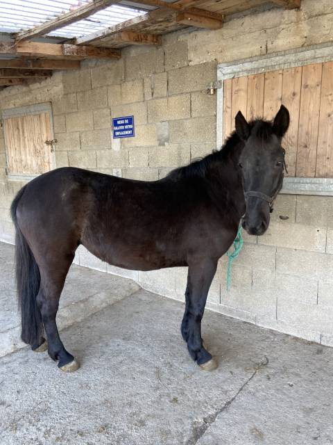 Ponette / poulain